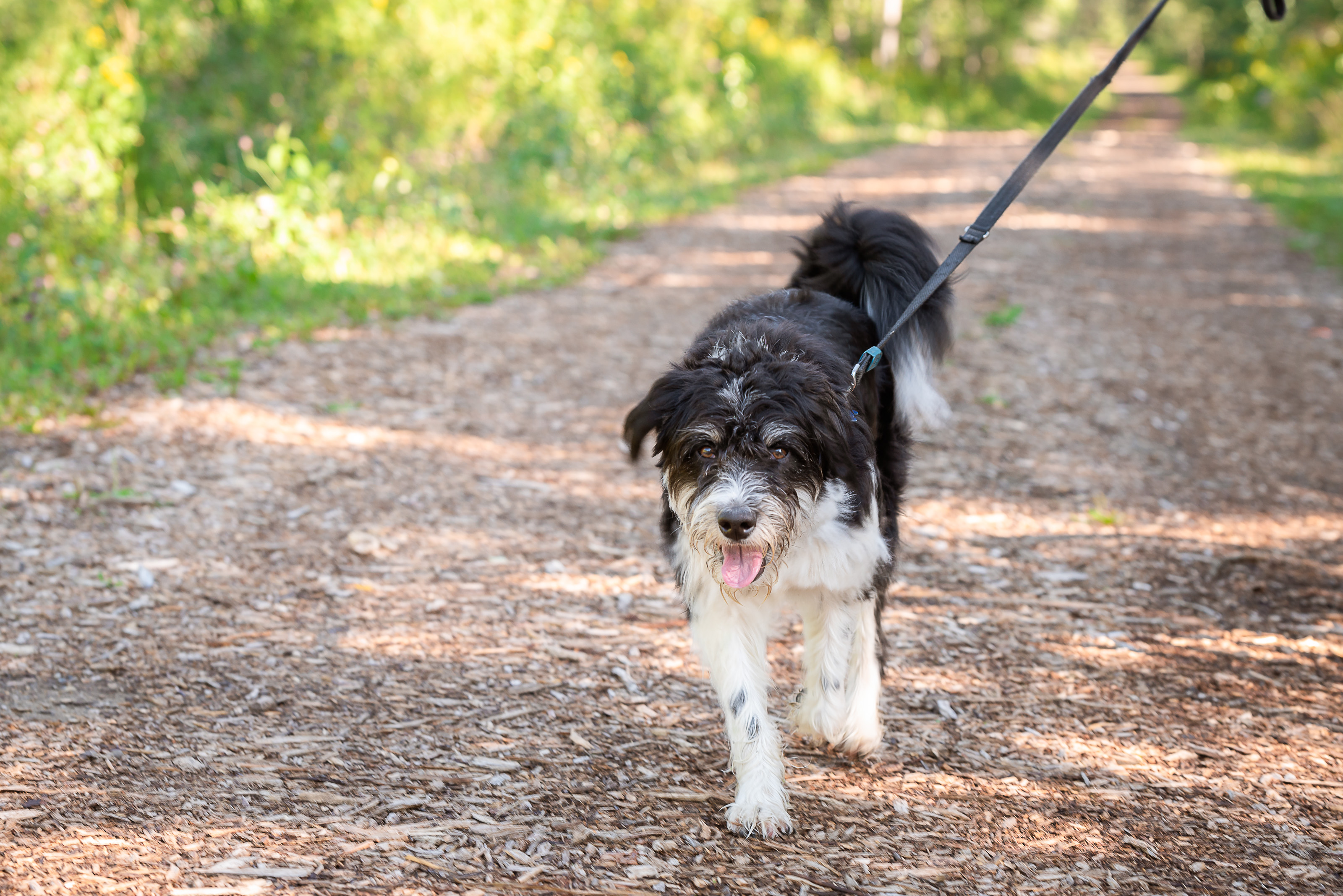 Dog Parks